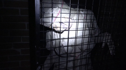 2. Download full pics of Nurses from hell from horrorporn.com