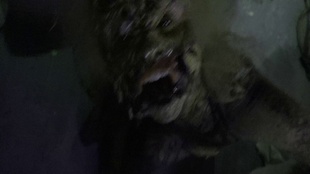 5. Download full pics of Female spider from horrorporn.com