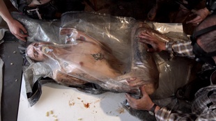 1. Download full pics of Isolamento del letto dell'aspirapolvere from perversefamily.com