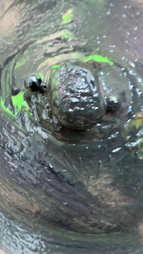 3. Download full pics of Lick my nipples! from selfiefetish.com